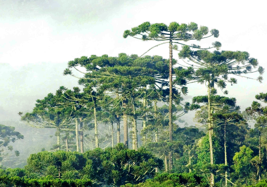 Araucaria Floresta.png